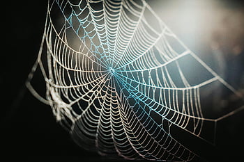 spider web, close-up photography, morning dew, soft sunlight, web details, nature photography, spider web texture, dew drops, web pattern, natural light, macro photography