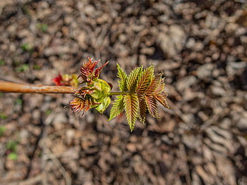 green, leaves, sheet, spring, nature