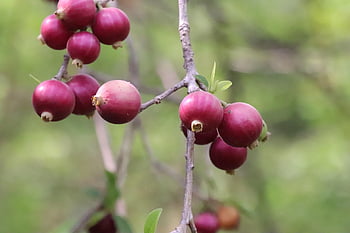 purple, fruit, allangium, salviifolium, spike, flexible, stem, wild, nature, spiky, plants