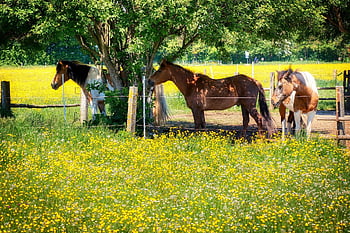 cavalos, animais, Prado, natureza, panorama, Primavera, árvores caducifólias, Pomar, pasto, campo