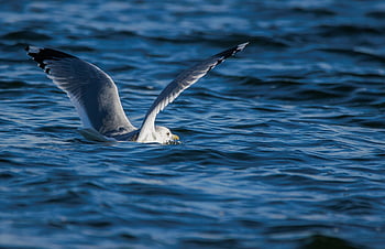 seagull, bird, animal, water, wings, feathers, plumage, beak, bill, bird Watching, ornithology