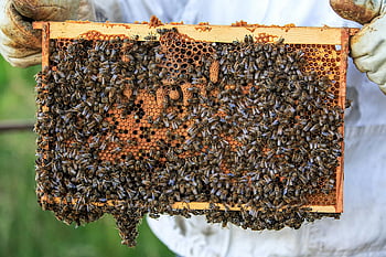 honey bees, beehive, honeycomb frame, beekeeper, outdoors, detailed view, swarm, bees, honeycomb, beekeeping, nature