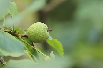 fruit, nuts, branch, leaves, foliage, dry Fruit, healthy, vitamins, tree, nature, nutrition