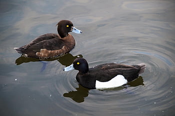 anatra, Polak, natura, aythya fuligula, chocholačka, selvaggio, uccello, acquoso, nero, bianca, stagno