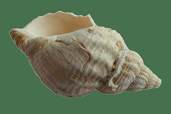 white conch shell, seashell, close-up, intricate texture, natural shell, detailed photo, conch, shell shape, marine life, ocean, nature