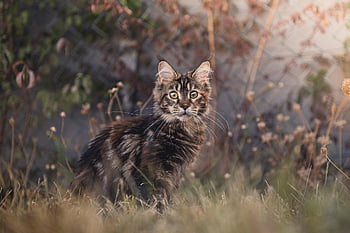 kočka, maine coon, kotě, roztomilý, koťátko, Příroda, domácí zvíře, zvíře, Kočkovitý, portrét