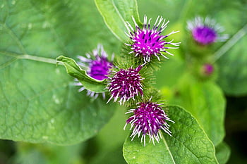 flowers, lesser Burdock, botany, nature, bloom, blossom, growth, beautiful Flowers, flower Wallpaper, plant, flower Background