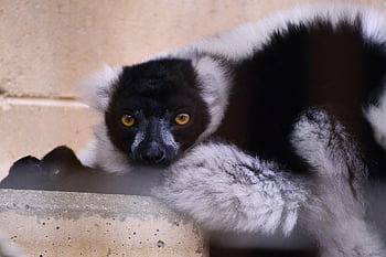 lemur kasar, hewan, alam, margasatwa, kebun binatang