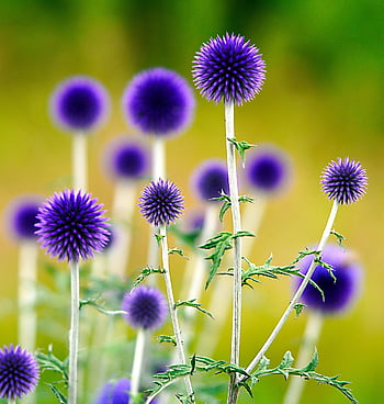 cardi, fiore, fioritura, fiorire, spinoso, cardo, flora, natura