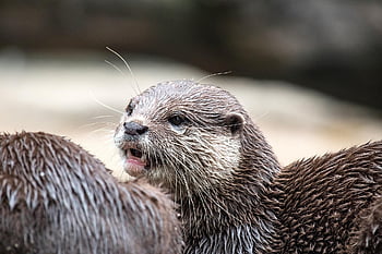 otter, mammal, marten, animal, wildlife, nature
