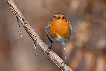 bird, robin, nature, songbird, sitting, close Up, branch, bird Watching, winter
