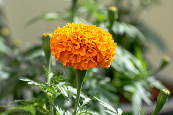 ดอกไม้, ดอกดาวเรือง, Tagetes, ดอก, เบ่งบาน, วอลล์เปเปอร์ดอกไม้, คอมโพสิต, ดอกไม้สวย, ดอกไม้ฤดูร้อน, สีเหลือง, มีสีสัน