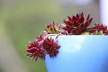 Sempervivum, Semprevivo, dachwurz, la rosa, bellissimi fiori, rosso, sfondo di fiori, verde, natura, fiore, succulento