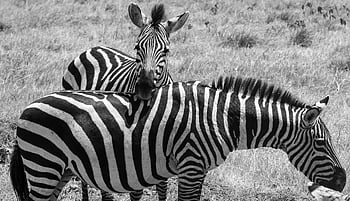 zebra, tanzanie, zvíře, Afrika, volně žijících živočichů, Příroda, serengeti, Černý a bílý