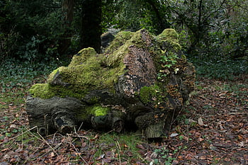 moss-covered tree stump, lush foliage, tranquil forest, brown tree log, withered leaf field, forest setting, mossy log, natural landscape, woodland scene, green moss, forest floor