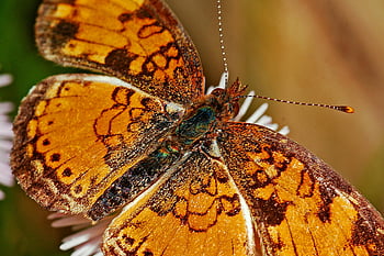 Borboleta pérola crescente, fotografia macro, borboleta colorida, Pétala de flor delicada, borboleta descansando, close-up tiro, fotografia da natureza, fotografia de insetos, cores vibrantes, asas detalhadas, Vida selvagem ao ar livre
