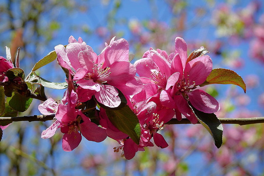flowers, flowering, flower Background, flower Wallpaper, beautiful Flowers, spring, pink, branch, nature, the Smell Of