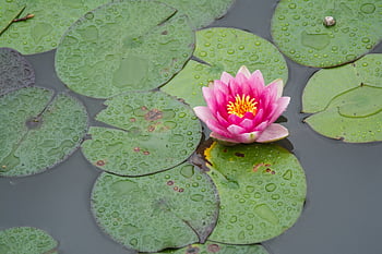water flower lotus, aquatic, blossom, calm, floral, flower, garden, lake, leaf, lily pad, lilypad