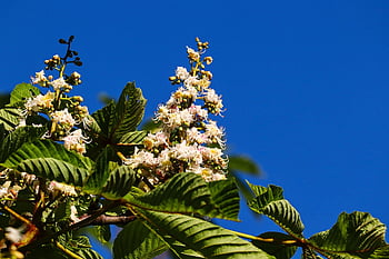 Buckeye, obyčejný koňský kaštan, Kaštan, kaštanový květ, aesculus hippocastanum, květ, strom, květenství, jaro, kaštanové listy, listnatý strom
