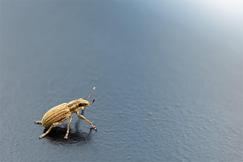 beetle, edge Of The Sheet Beetles, insect, eyes, sensor, watch, look, grey Weevil, weevil