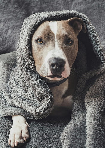 pitbull terrier, covered in blanket, cozy dog, warm blanket, charming portrait, comfortable dog, companionship, pet photography, dog wrapped in blanket, pitbull in blanket, cozy pet