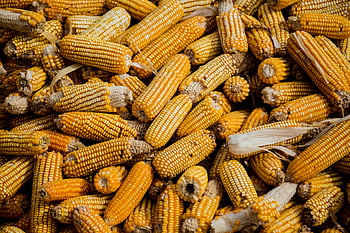 kukuřičný klas, sklizené obilí, žlutá kukuřice, zemědělská hojnost, Mexická kukuřice, živá kukuřice, hromadu kukuřice, kukuřičné klasy, sklizeň kukuřice, hromada kukuřice, Předvádění kukuřice