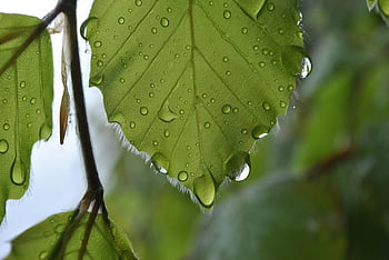 groen blad, water dauw, dauwdruppels, blad textuur, natuurfotografie, close-up fotografie, groen gebladerte, waterdruppels, Bladdetails, natuurlijke elementen, verse bladeren