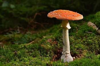 mushroom, fly Agaric, moss, wild Mushrooms, nature, spore, sponge, fungus, fruiting Body, mushroom Disks, fungal Species