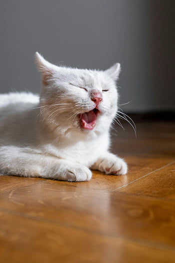Beyaz kedi, esneme kedi, ahşap zemin, Şirin kedi, Sakin An, uzanan kedi, kapalı kedi, evcil hayvan fotoğrafçılığı, Hayvan Davranışı, ev kedisi