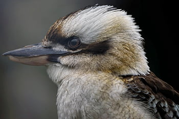 skrattar kookaburra, fågel, kungsfiskare, kookaburran, avian, ornitologi, fjädrar, näbb, fjäderdräkt, vilda djur och växter, natur