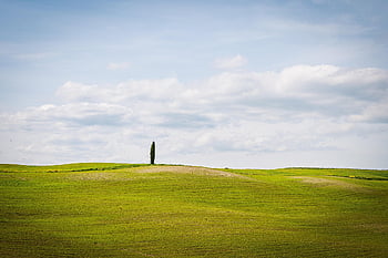 barley Fields, barley, canola Flowers, travel, nature, san Quirio, toscana, italy, undulating