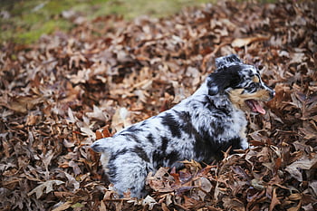Australian Shepherd puppy, dry leaves, autumn leaves, outdoors, joyfully playing, adorable puppy, pile of leaves, Australian Shepherd, puppy playing, outdoor photo, autumn season