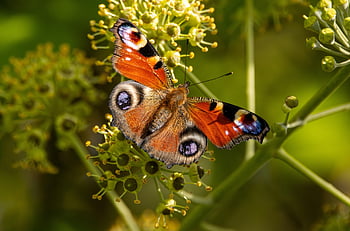 butterfly, peacock Butterfly, insect, nature, close Up, aglais Io, european Peacock