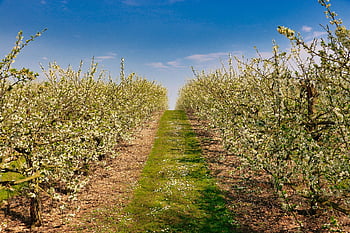 orchard, spring, apples, nature, blossom, sky, fruit