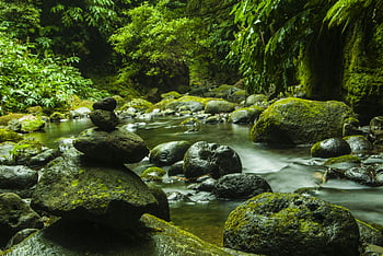 forest stream, stacked stones, lush greenery, serene nature, tranquil scene, river rocks, tree surroundings, natural landscape, moss-covered rocks, peaceful environment, outdoor scenery