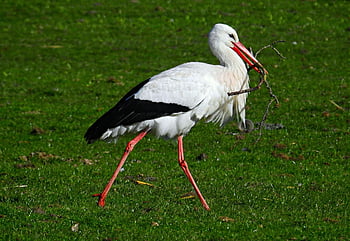 bird, ciconia, species, stork, wading Bird, feather, nature, plumage, beak, wildlife, animal