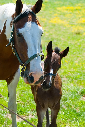 cavalli, cavalla, puledro, animali, mammiferi, equino, cavallo, cucciolo di animale, pascolo, azienda agricola, natura