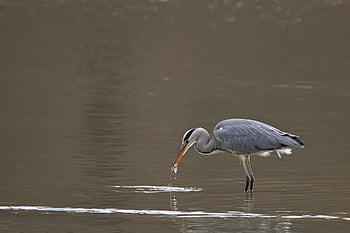 grey Heron, bird, ornithology, heron, beak, plumage, prey, bird Watching, nature