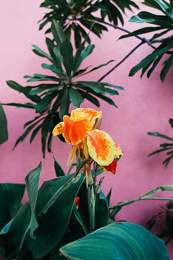 Plantă de împușcături indiene, canna crin, flori colorate, frunze verzi luxuriante, roz roz, fotografie aproape, planta tropicala, culori vibrante, fotografie de gradina, Imagine florală, natura fundal