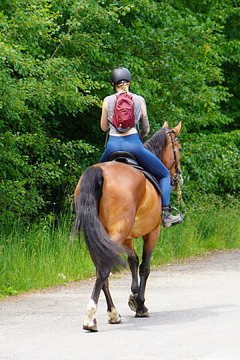 rijden, natuur, paard, dier, vrije tijd, avontuur, buitenshuis, paarden, zoogdier