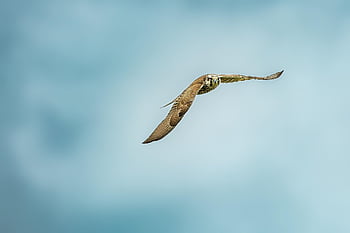 bird, birds Of Prey, nature, access The Local Peregrine, endangered Species, in Flight, mongolia Eastern