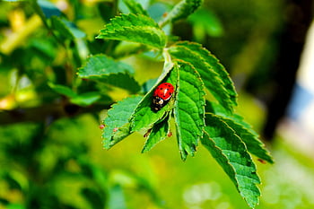 ladybug, plant, insects, beetle, nature, flowers, flora, flower, close, animals, yard