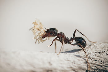 muurahaisia, makro, ötökät, luonto, kasvit, muurahainen, puutarha, antenni, työntekijä, terälehdet