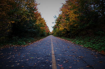 road, autumn, fall, forest, car, background, perspective, driving, adventure, trip, horizon