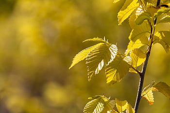 tree, wallpaper Hd, Wallpaper 1920x1080, yellow Leaves, foliage, beautiful Wallpaper, free Background, leaves, nature, cool Backgrounds, laptop Wallpaper