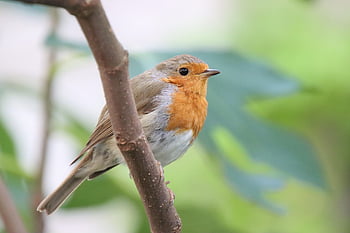 robin, bird, animal, european Robin, robin Redbreast, songbird, wildlife, plumage, branch, perched, garden