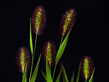 grass, bloom, flowering, group, red, claret, green, fine, bristle, close Up, nature