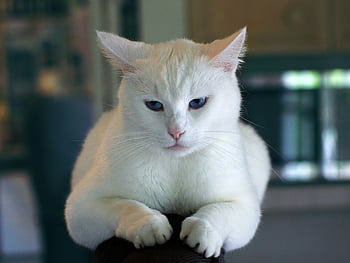 Beyaz kedi, Mavi gözlü, sevimli kedi, kapalı kedi, sakin tavır, uzanan kedi, Beyaz kürk, evcil hayvan fotoğrafçılığı, tatlı hayvanlar, ev kedisi, kedi portresi