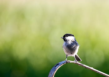 marsh Tit, bird, songbird, nature, perched, perched Bird, ave, avian, ornithology, bird Watching, small Bird