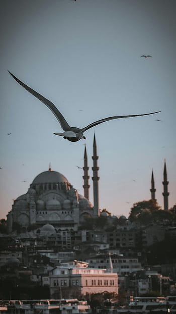 Sultan Ahmed Mosque, Istanbul, Seagulls, Suleymaniye Mosque, skyline, sunset, cityscape, architecture, travel, Turkey, birds